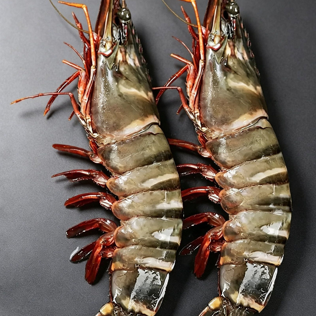 Frozen Giant Black Tiger Prawns