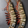 Frozen Giant Black Tiger Prawns