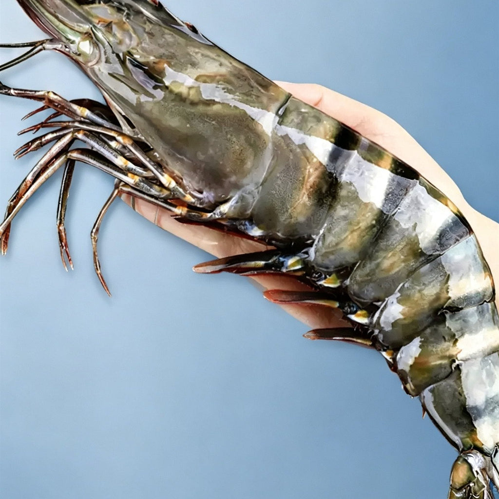 Frozen Giant Black Tiger Prawns